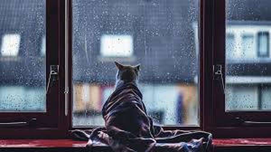 A cat wrapped in a blanket sits on a windowsill watching rain streak down glass. — Aesthetic Cat Background