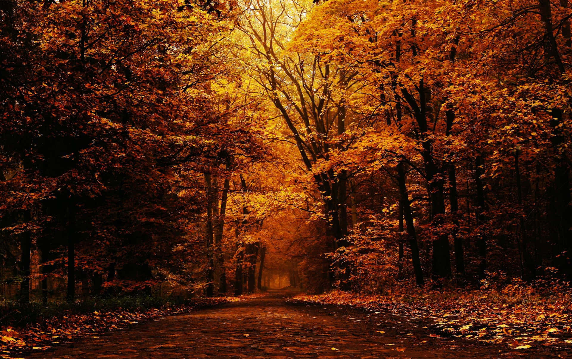 Aesthetic Fall Pictures Wallpaper