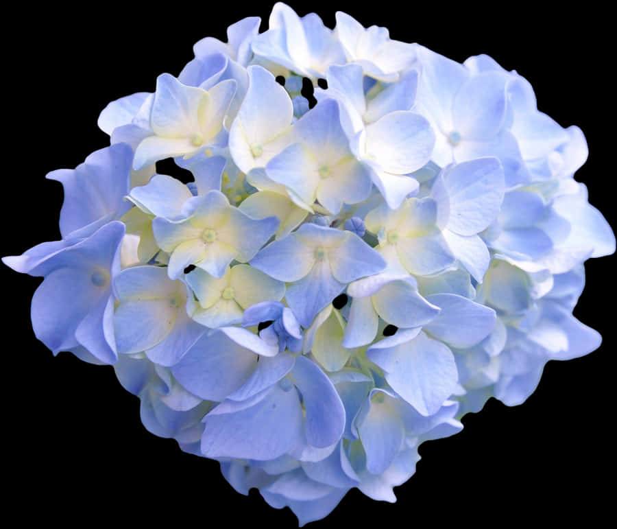 Aesthetic Flower Png