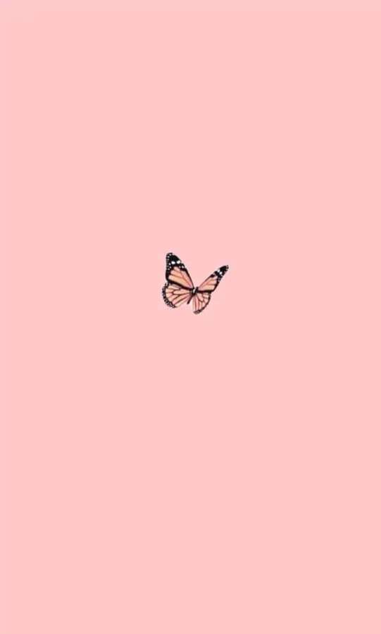 A monarch butterfly with orange and black wings centered on a pink background. — Aesthetic Plain Wallpaper