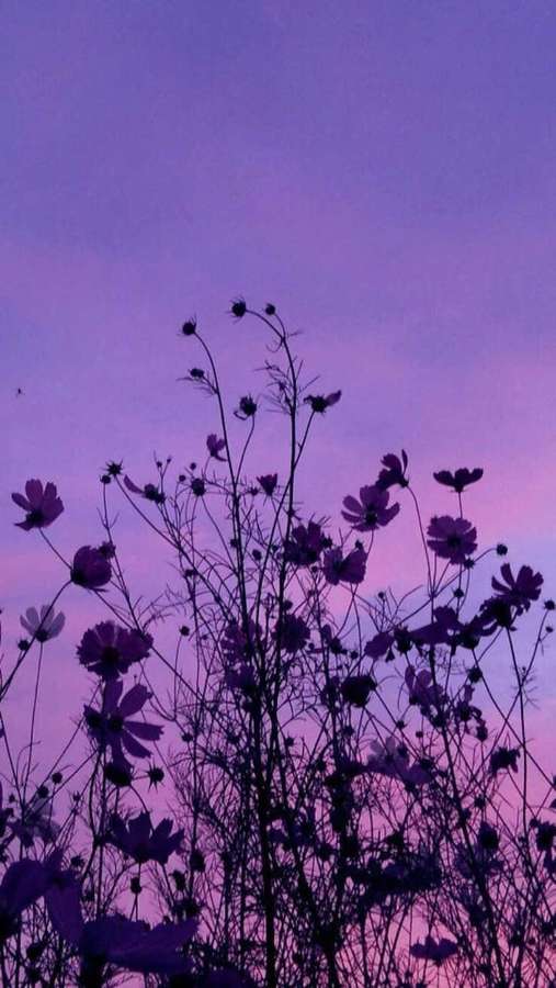 Purple cosmos flowers silhouetted against a twilight sky — Aesthetic Purple Background