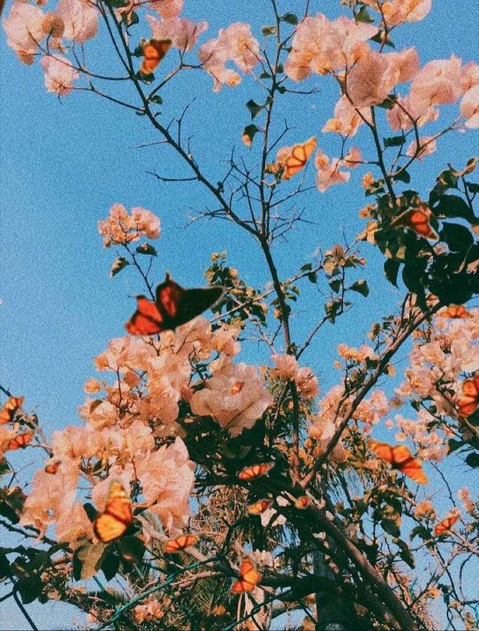 Fjärilar dansar bland rosa blommor mot en klarblå himmel. — Aesthetic Spring Bakgrundsbilder