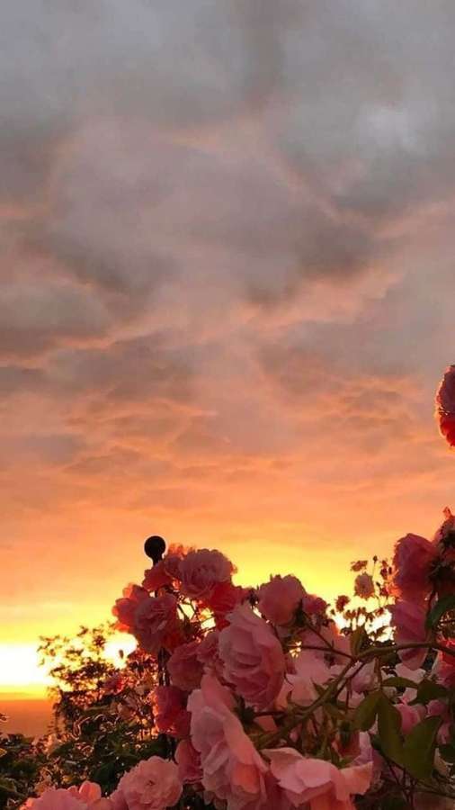 Pink roses silhouetted against a vibrant sunset sky. — Aesthetic Sunset iPhone Wallpaper