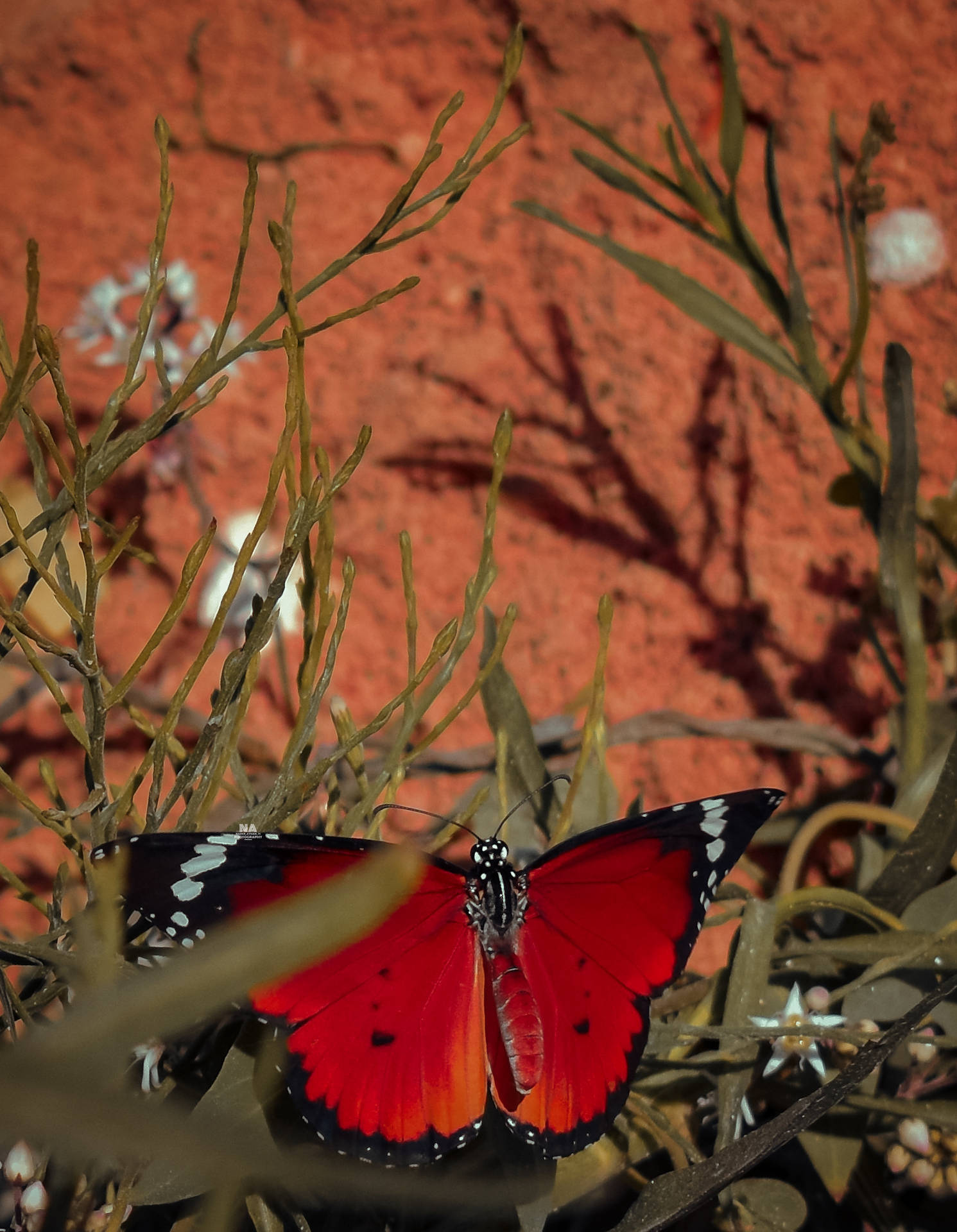 Ästhetische Schmetterlingsbilder