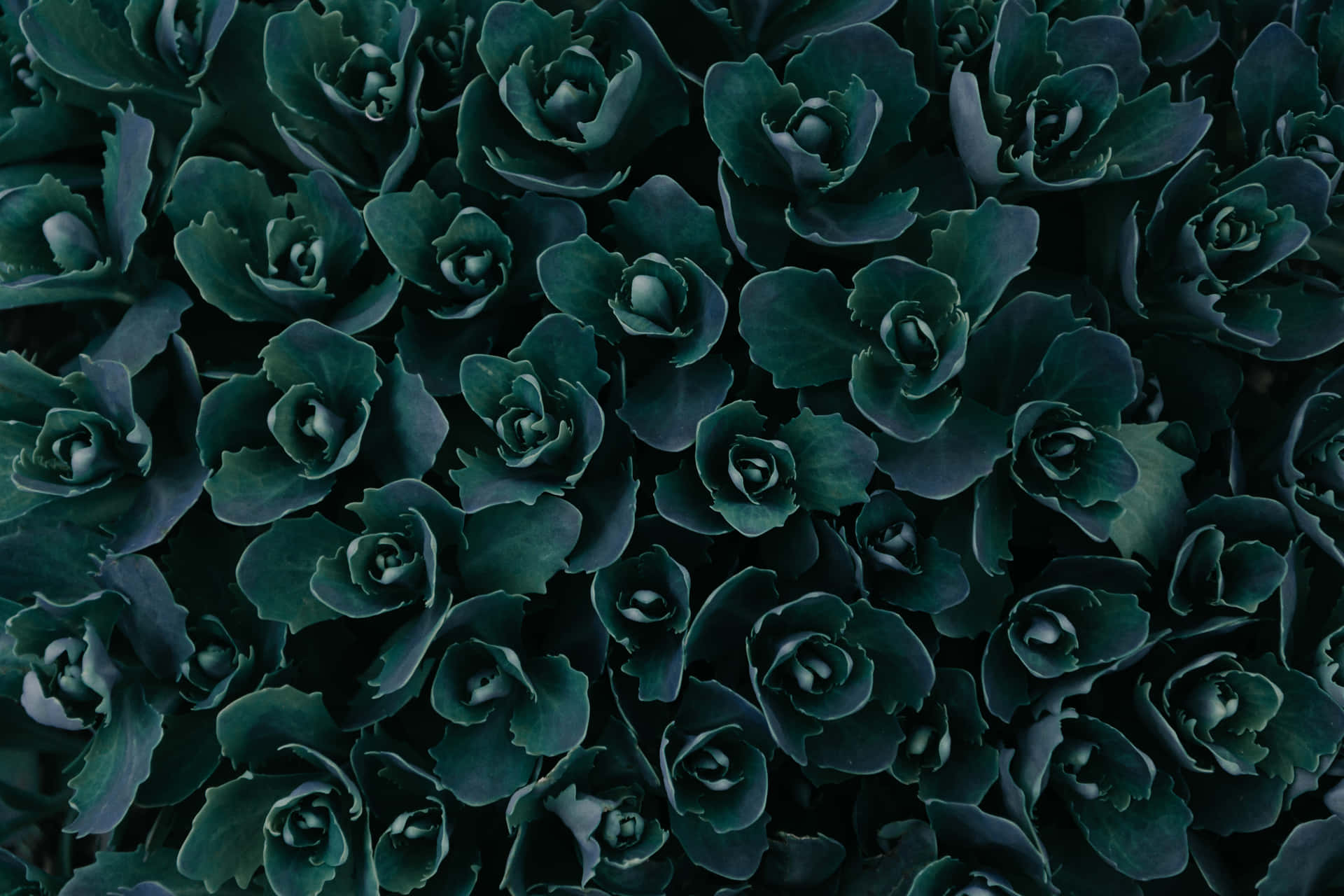 Ästhetischer Hintergrund Von Dark Flower