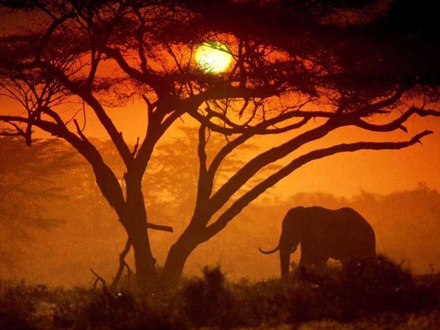 Elephant under tree at sunset in African savanna — African Wallpaper