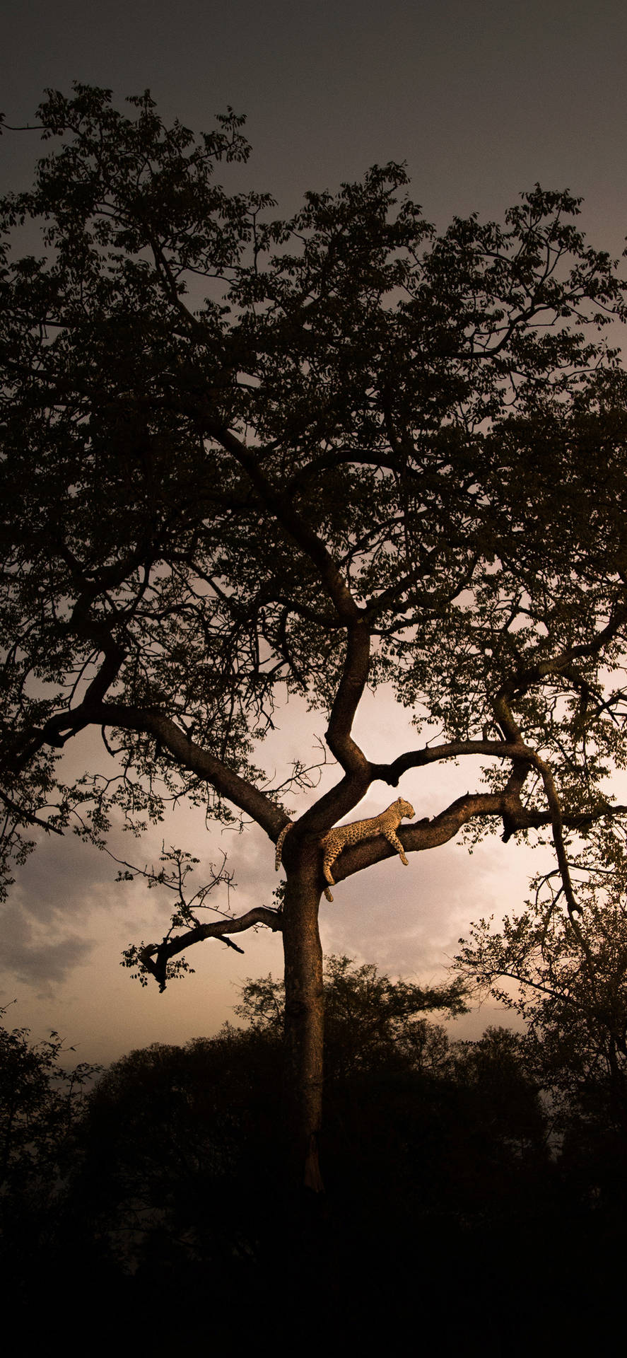 Afrika Iphone Wallpaper