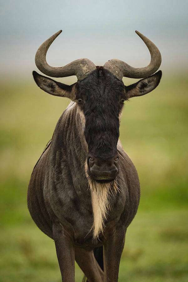 Ein Gnu mit gebogenen Hörnern und weißem Bart steht auf einer Grasfläche. — Afrika iPhone Wallpaper