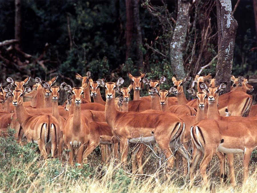 Afrikaanse Wilde Dieren Achtergrond