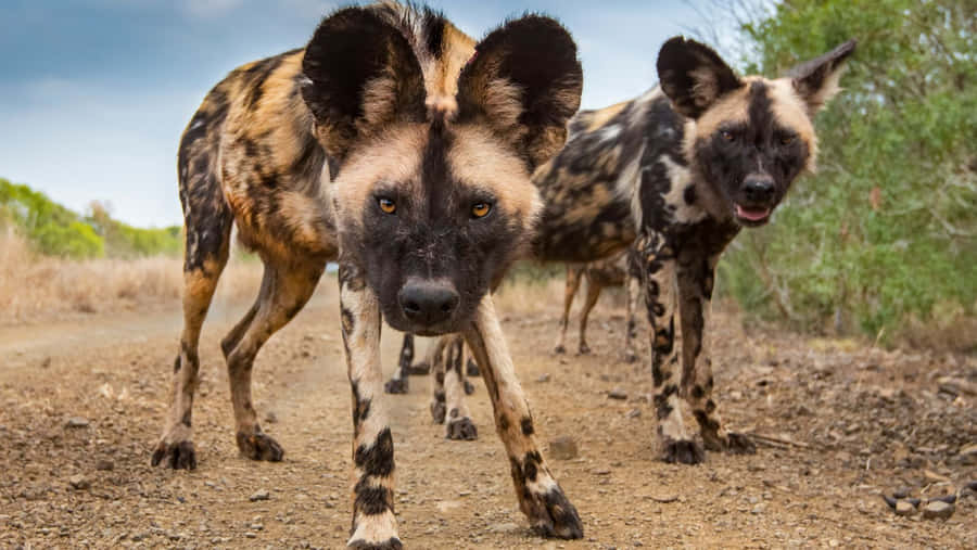 Afrikaanse Wilde Hond Achtergrond