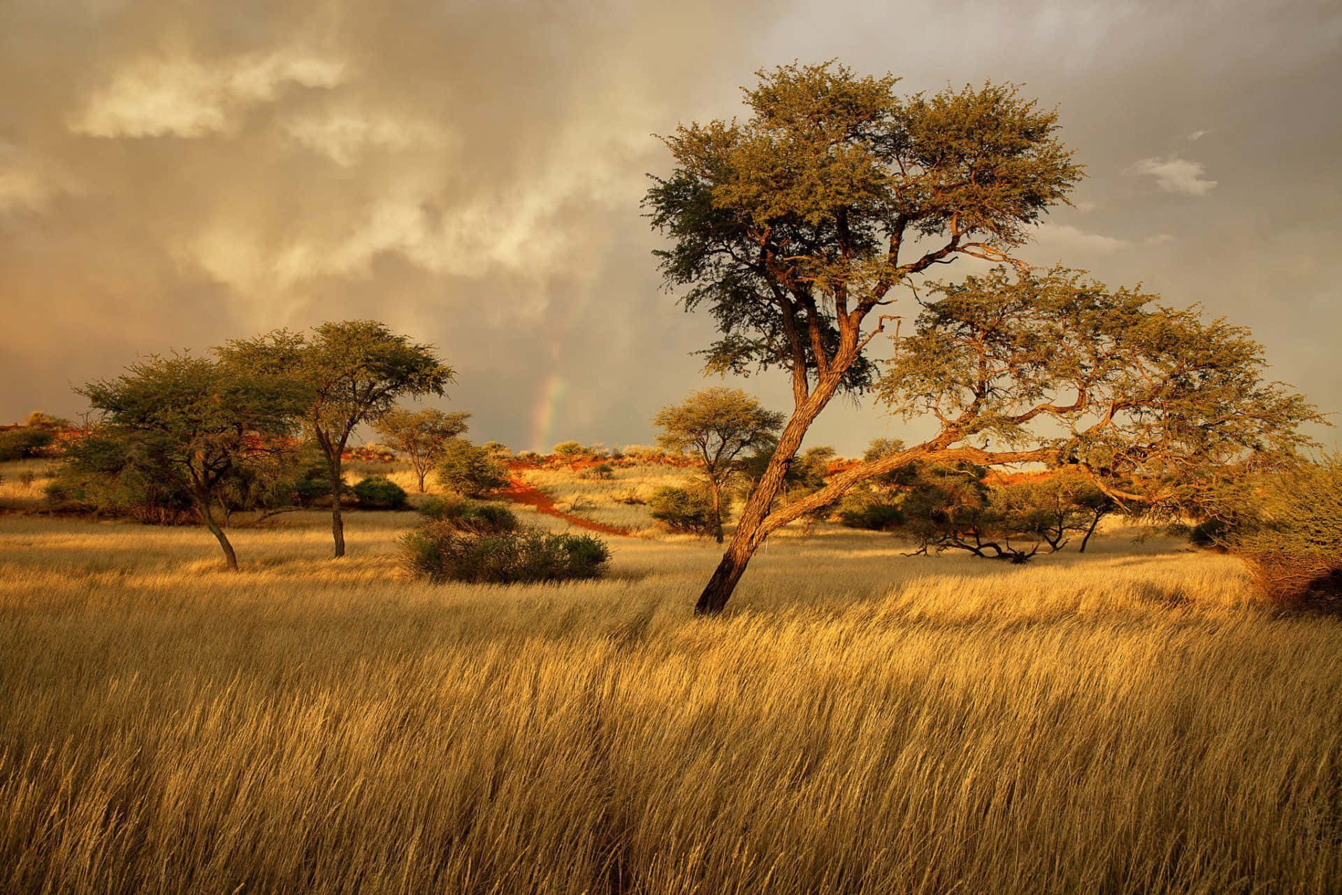 Afrikanske Landskap Bakgrunnsbildet