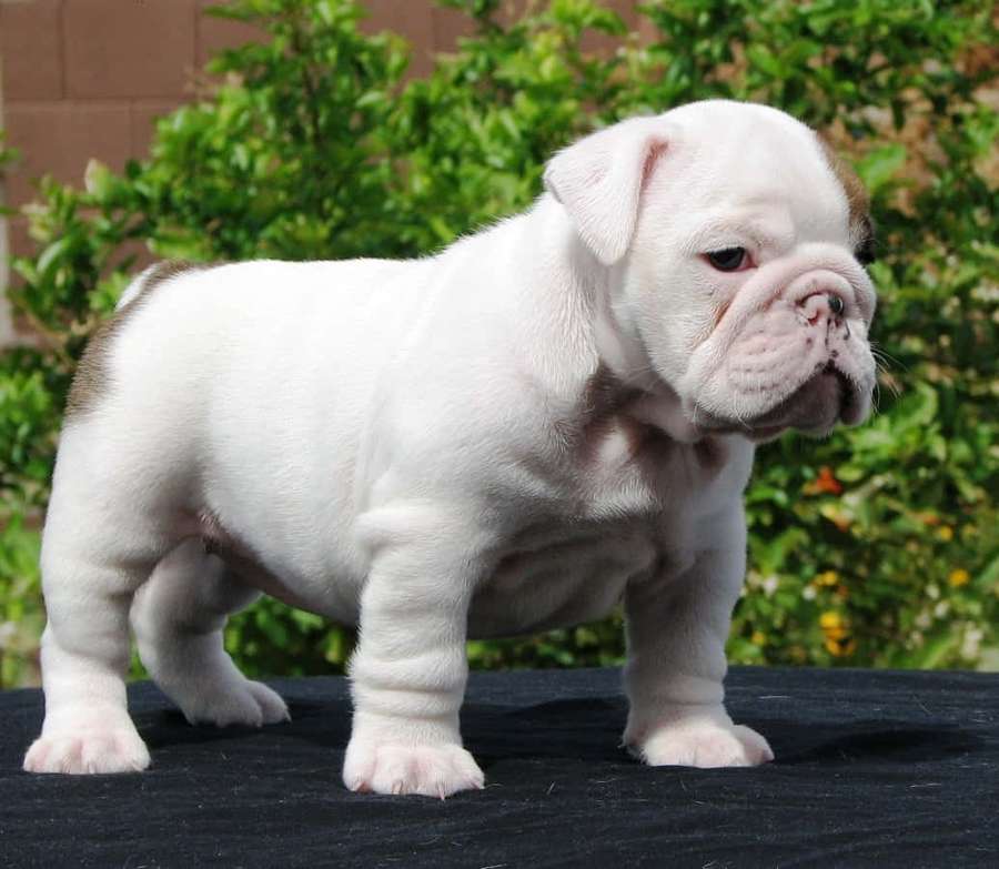 A white English Bulldog puppy standing on a black surface outdoors. — Aggressive Dog Wallpaper