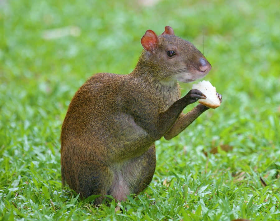 Agouti Achtergrond