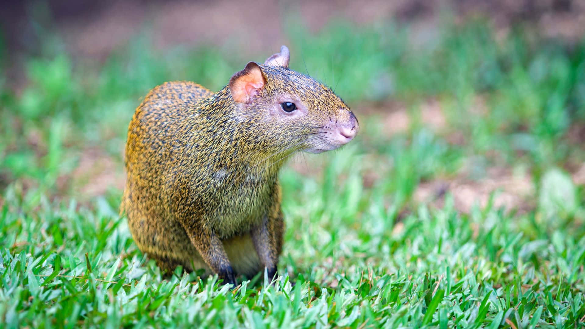 Agouti Fond d'écran