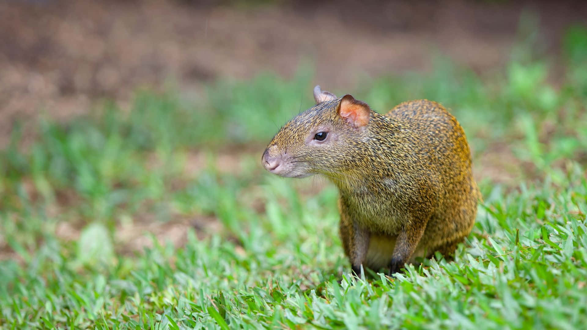 Agouti Wallpaper