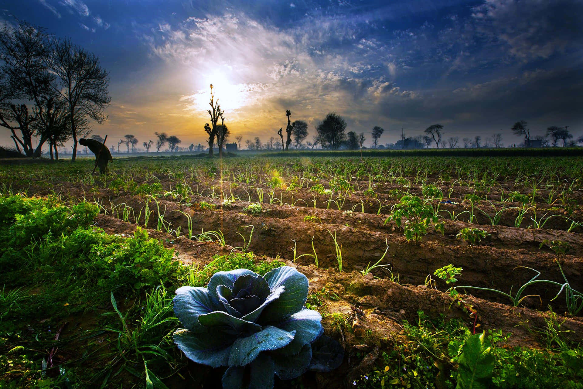 Agriculture Pictures Wallpaper