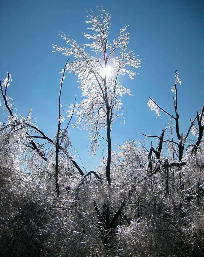 Ramas de árboles heladas brillan bajo la luz del sol contra un cielo azul claro. — Aguanieve Fondos de pantalla