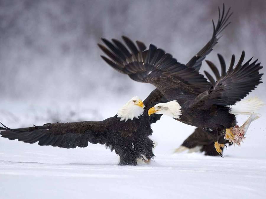 Zwei Weißkopfseeadler kämpfen um einen Fisch im tiefen Schnee. — Aguila Wallpaper