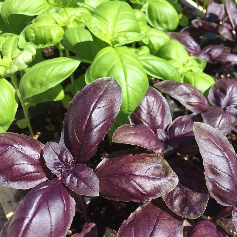 Primer plano de plantas de albahaca verde y púrpura en un jardín bajo la luz solar intensa. — Albahaca morada Fondos de pantalla