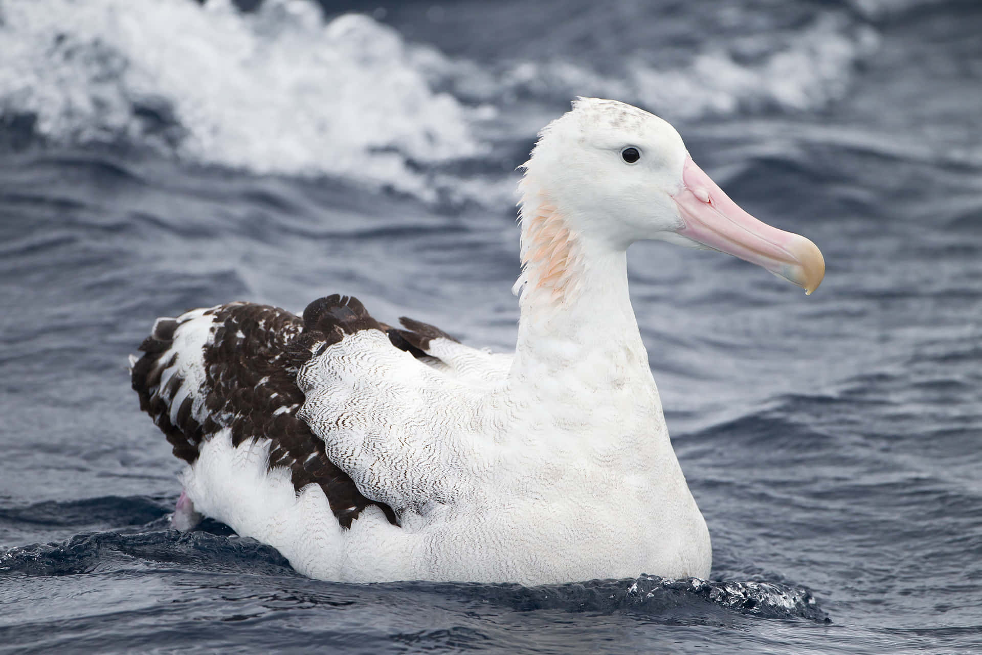 Albatros Achtergrond