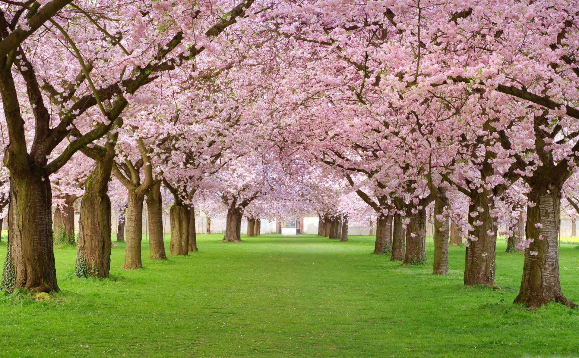 Alberi Rosa Sfondo