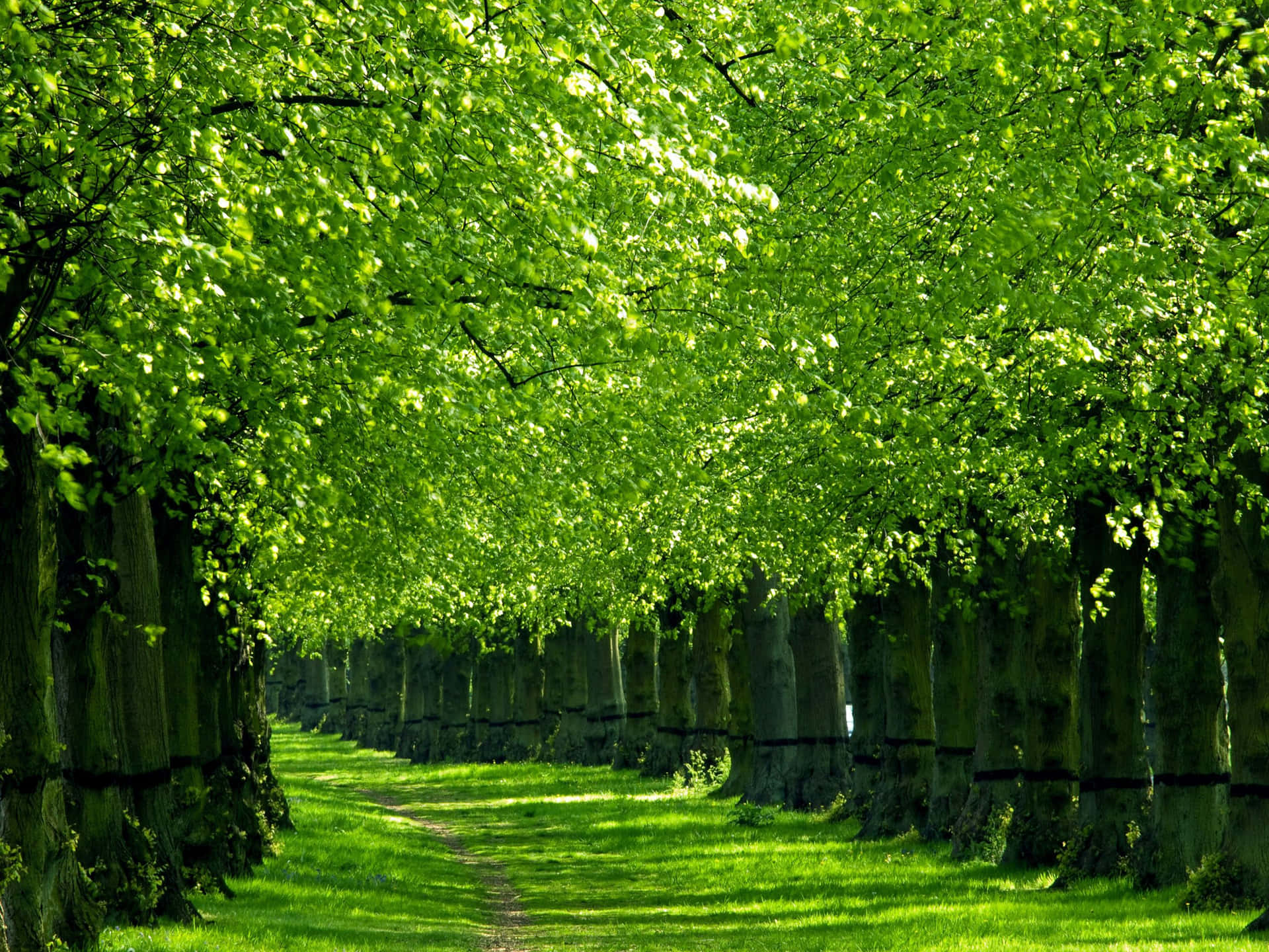 Alberi Sullo Sfondo