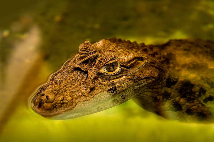 Alligator Bilder