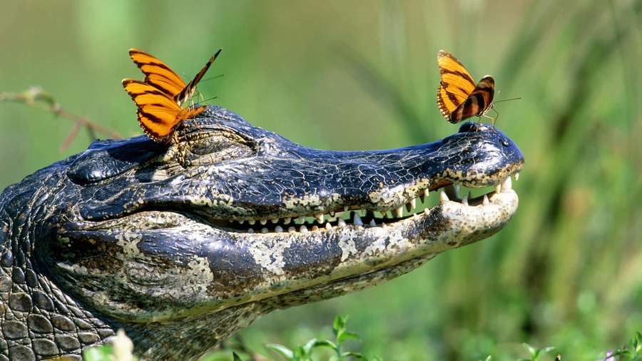 Zwei orangefarbene Schmetterlinge ruhen auf der Schnauze eines Kaimans in einer grünen natürlichen Umgebung. — Alligator Bilder