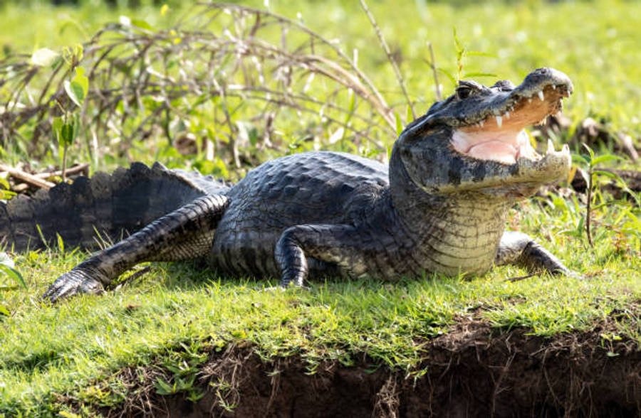 Alligator Hintergrundbilder