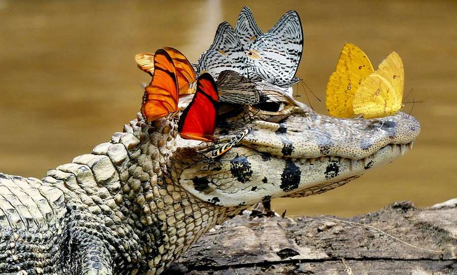 Krokodil mit bunten Schmetterlingen, die auf seiner Schnauze und seinem Rücken in der Nähe von Wasser ruhen. — Alligator Wallpaper