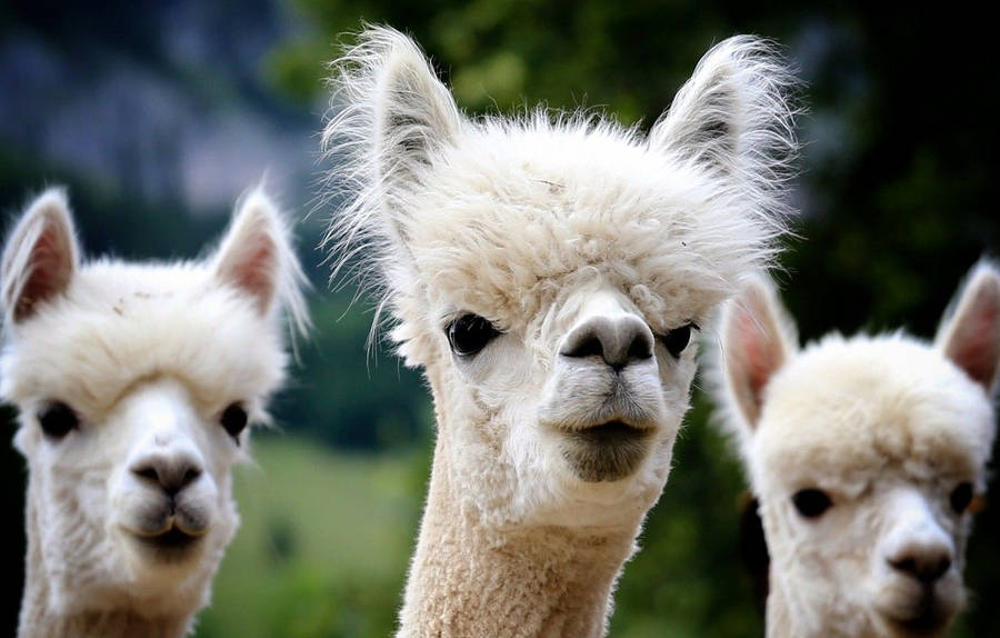 Alpaca Bakgrunnsbildet