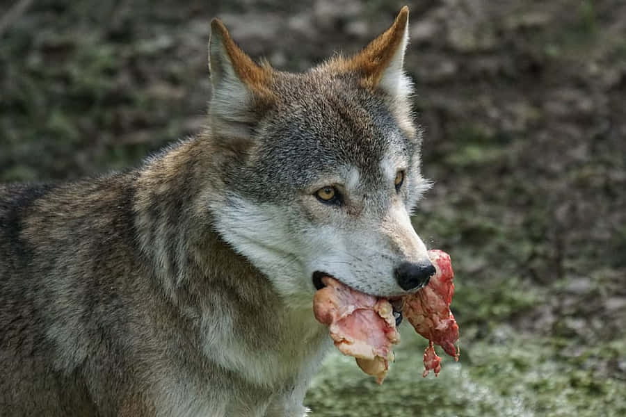 Alpha Dog Bakgrunnsbildet