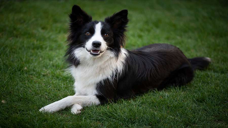 Musta ja valkoinen border collie lepäämässä vihreällä ruoholla valppain korvin. — Älykäs Koira Taustakuvat