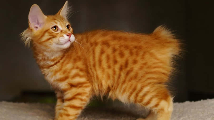 American Bobtail Wallpaper