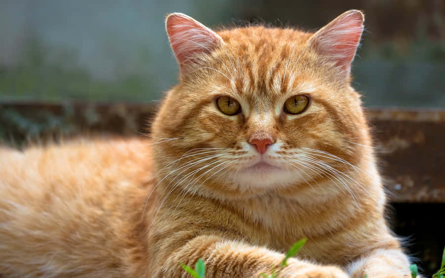 American Bobtail Fond d'écran