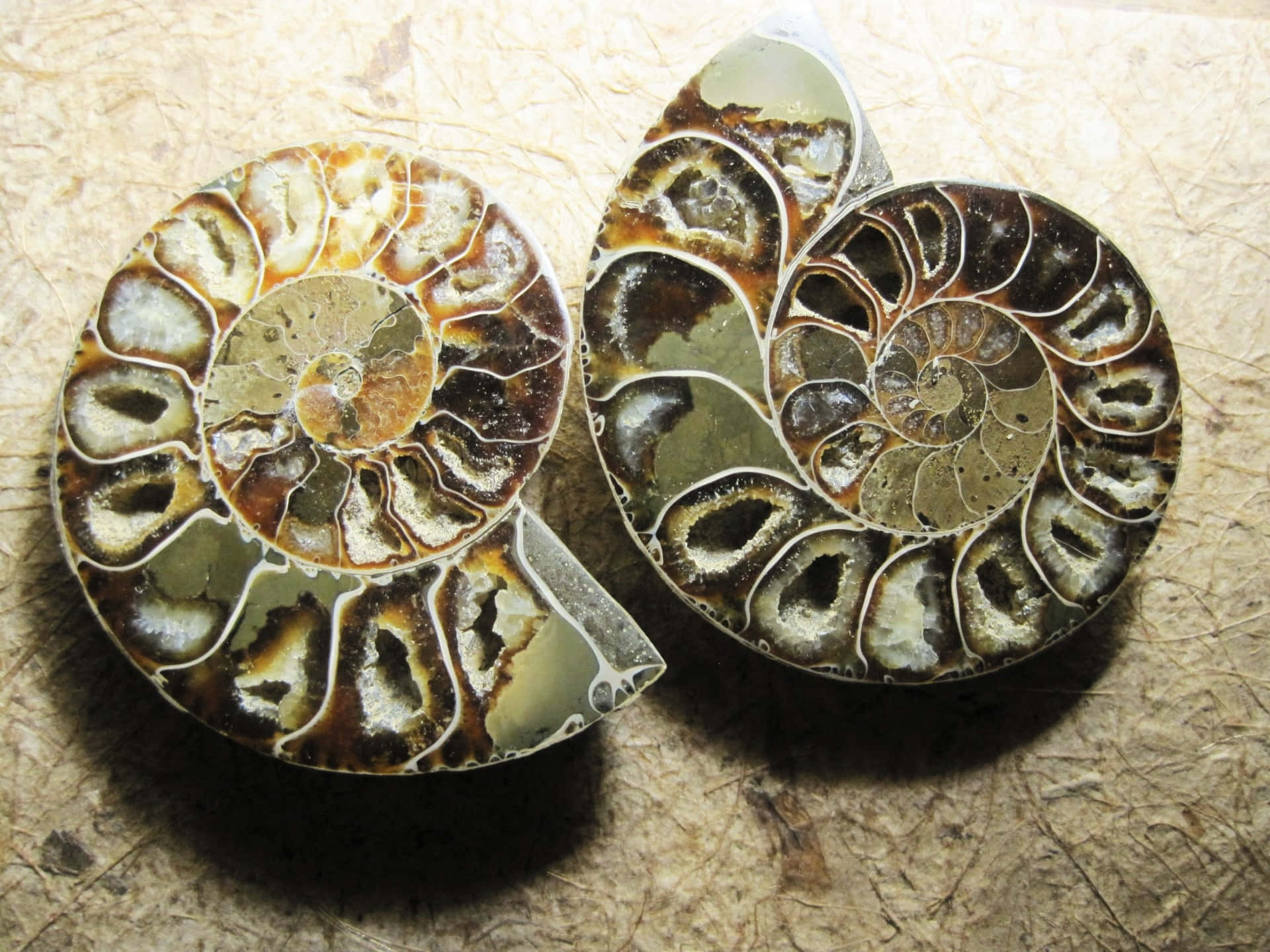 Ammonites Fond d'écran