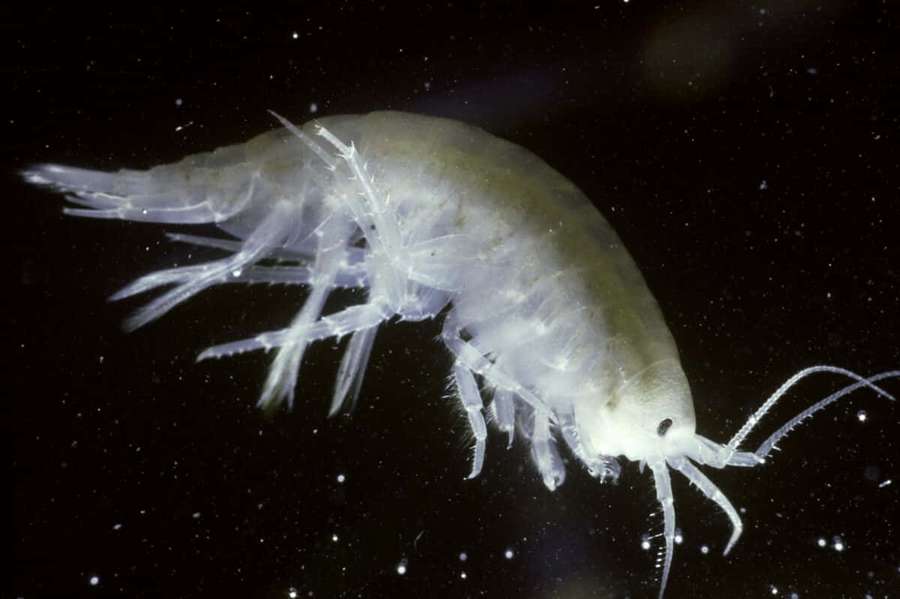 Nahaufnahme eines durchscheinenden Flohkrebses in dunklem Wasser mit sichtbaren Anhängseln und Sprenkeln. — Amphipod Wallpaper