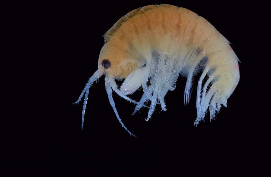 Amphipode Fond d'écran