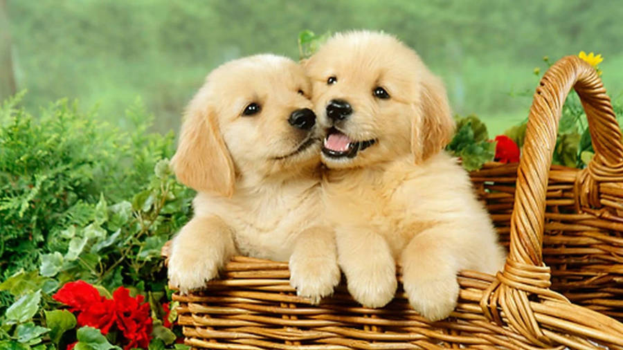 Anak Anjing Golden Retriever Wallpaper