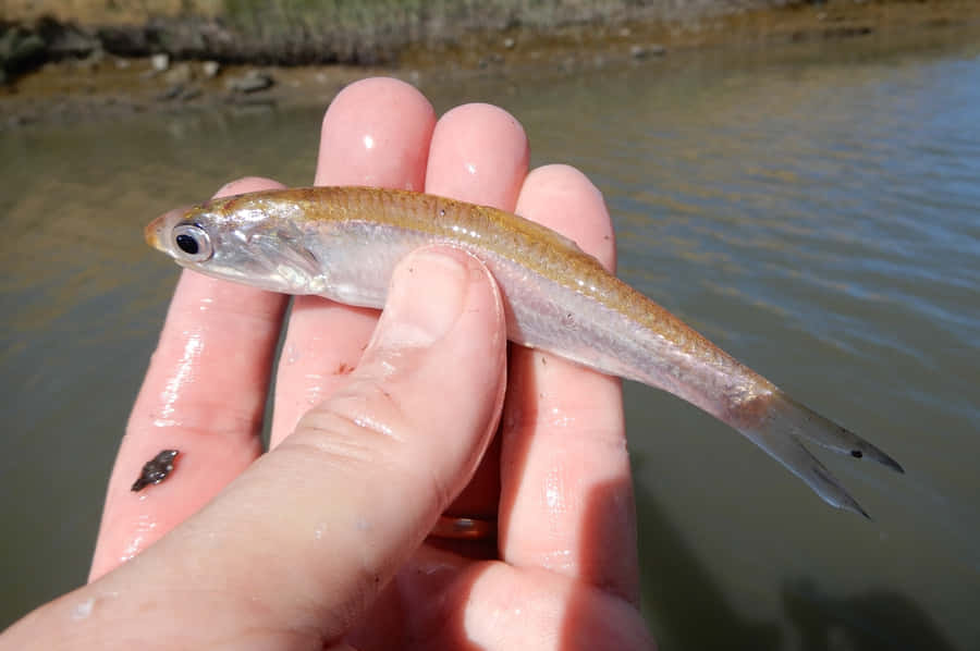 Anchovy Bakgrunnsbildet