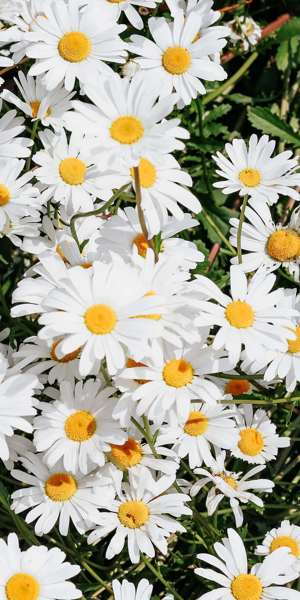 Android Daisies Background Wallpaper