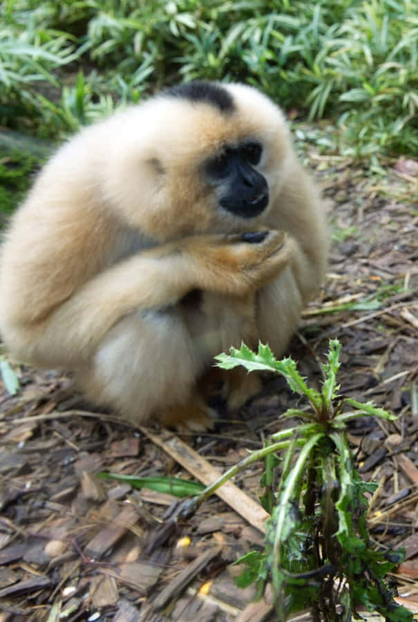 Android Gibbon Baggrunde