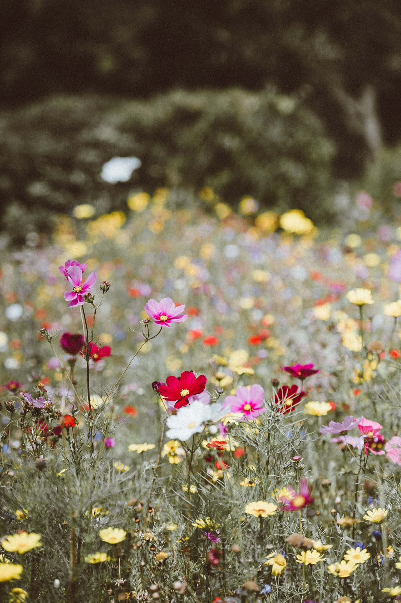 Android Spring Background Wallpaper