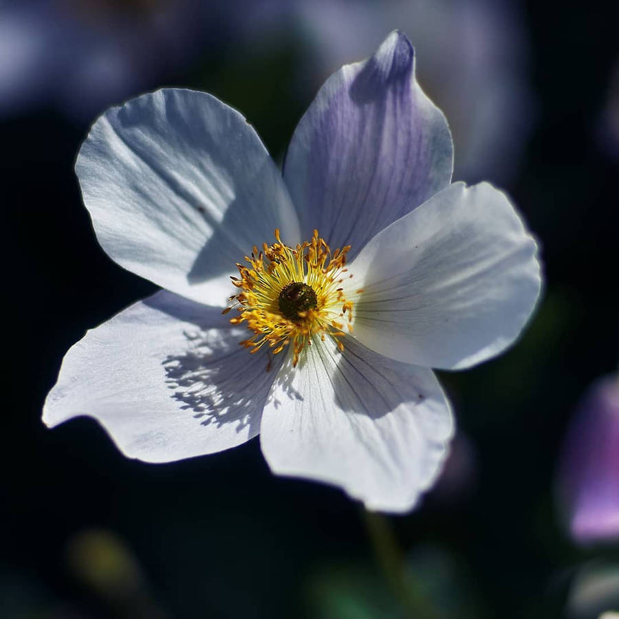 Anemone Blomst Bakgrunnsbildet