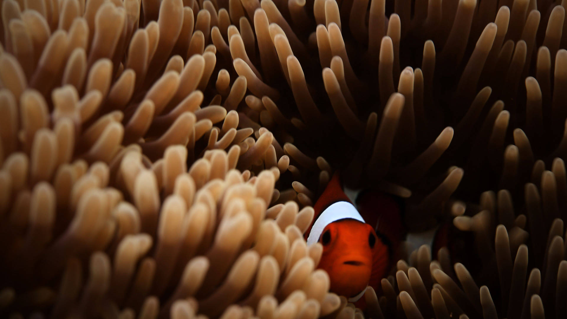 Sea anemone purple underwater coral reef Animal HD phone wallpaper   Peakpx