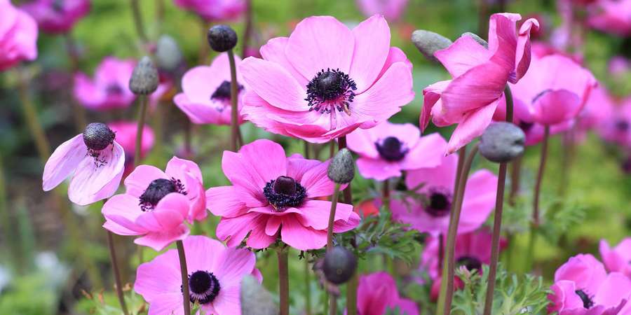 Rosa Anemonenblüten mit dunklen Zentren in einem grünen Garten. — Anemonenblume Wallpaper