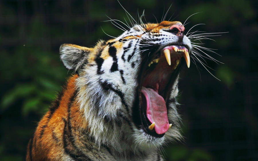 Angry Tiger Pictures