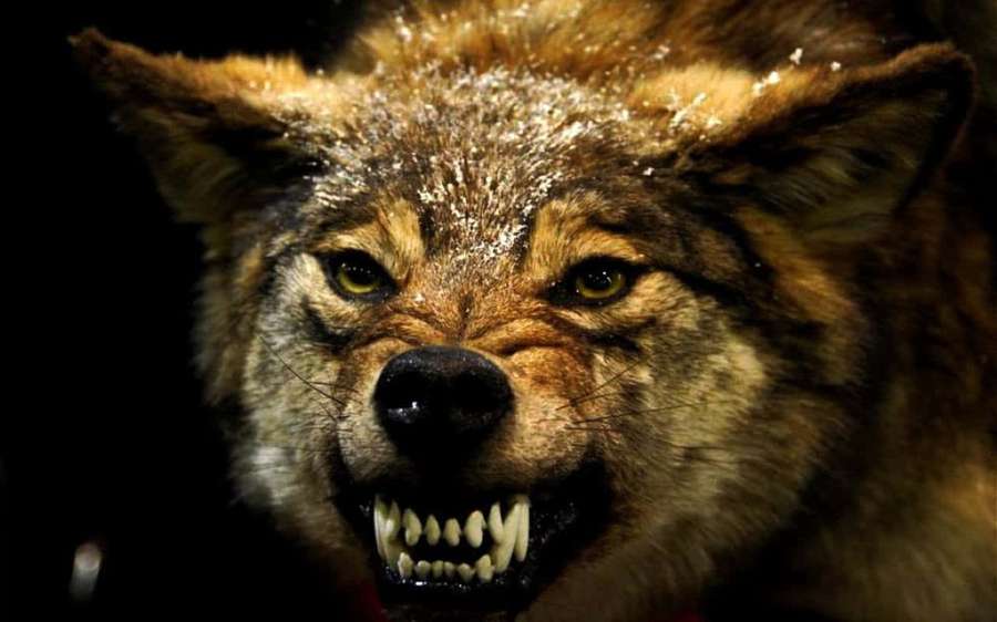 Close-up of a snarling wolf with snow on its fur in a dark setting. — Angry Wolf Wallpaper