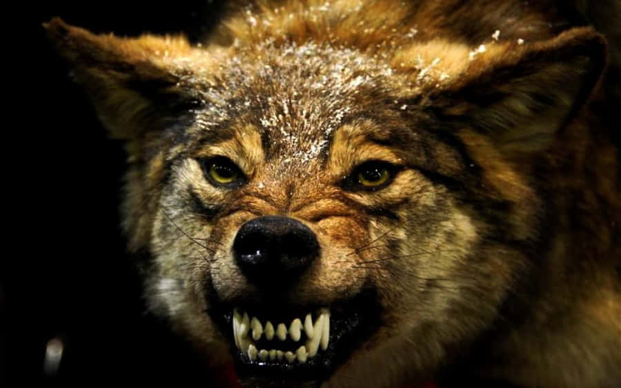 Angry Wolf Wallpaper