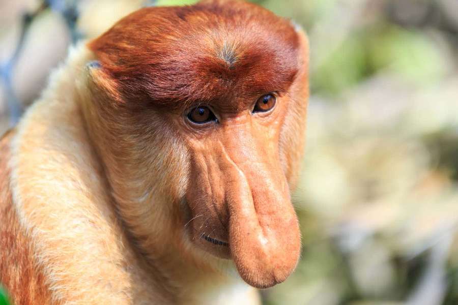 Um macaco-narigudo com um nariz grande e pelo marrom-avermelhado olha diretamente para a câmera. — Animais Papéis de Parede
